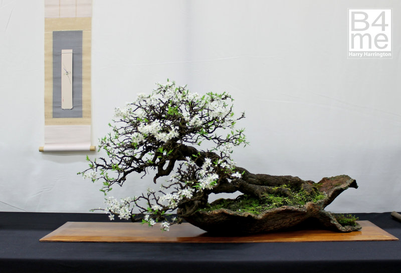 Prunus spinosa/Blackthorn bonsai